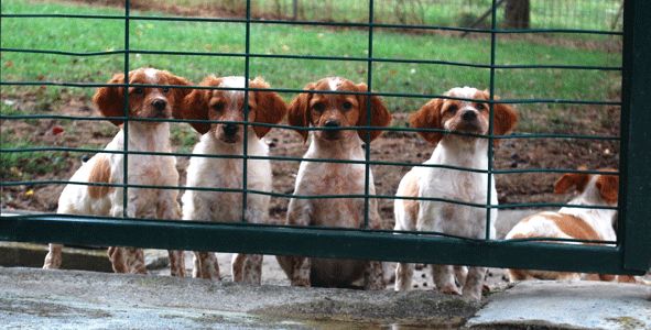 Chiots disponible toute  l'année